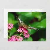 Pentas 2ポストカードのクリッパー ポストカード (正面/裏面)