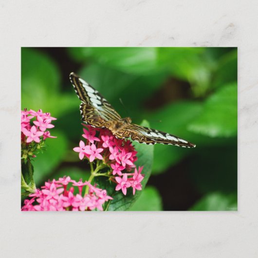 Pentas 2ポストカードのクリッパー ポストカード (正面)