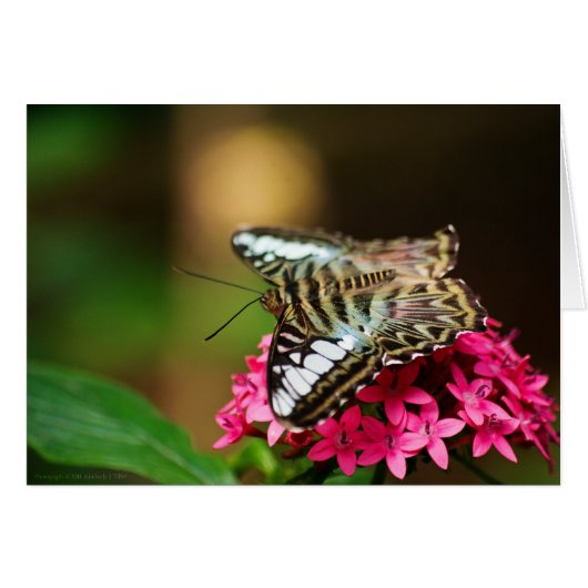 Pentas 3カードのクリッパー (正面横)