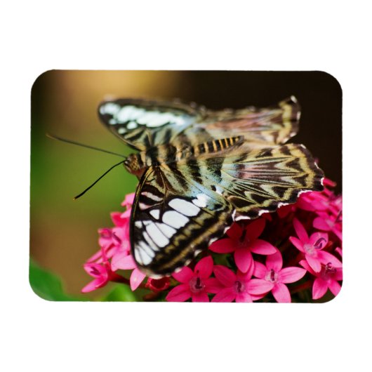 Pentas 3プレミアムマグネットのクリッパー マグネット (横)