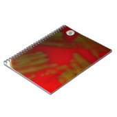 Penumoniaの細菌 ノートブック (左側)