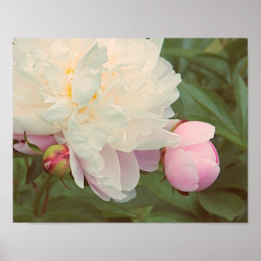Peonies Pink Peony and Bud Flower Art Poster ポスター (正面)