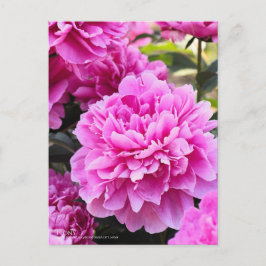 Peony ポストカード