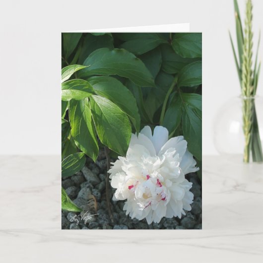 Peony 大切空白の Greetingおよび/またはNote Card カード (正面)