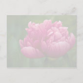 Peony ・日付ポストカードの保存 案内ポストカード (裏面)