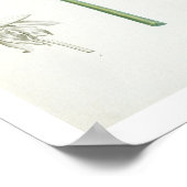 Peony, 1799 (colour stipple print) ポスター (角)