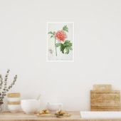 Peony, 1799 (colour stipple print) ポスター (キッチン)