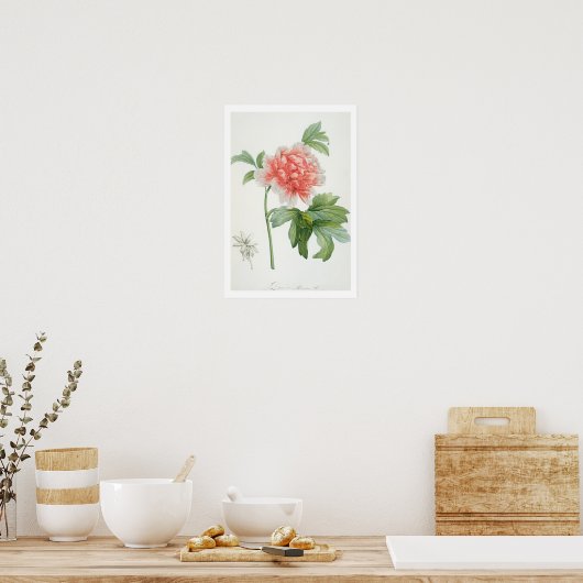 Peony, 1799 (colour stipple print) ポスター (キッチン)