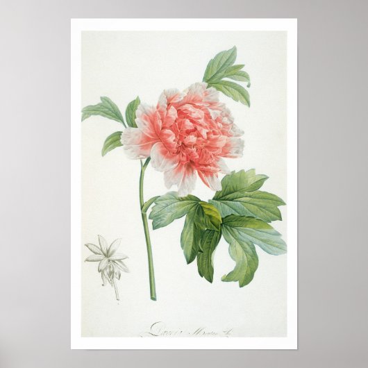 Peony, 1799 (colour stipple print) ポスター (正面)