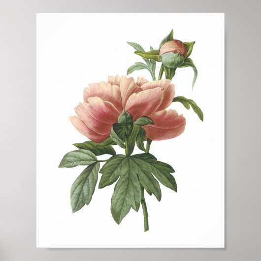 Peony (Paeonia sp.)by Redoune ポスター (正面)