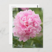 Peony "Sarah Bernhard"：はがき ポストカード (正面/裏面)