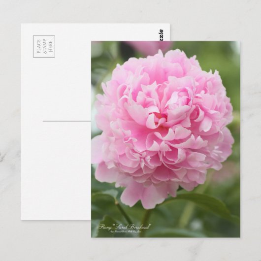 Peony "Sarah Bernhard"：はがき ポストカード (正面/裏面)