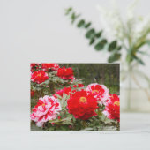 Peony "Shima-Nishiki" ポストカード (スタンド正面)