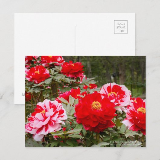 Peony "Shima-Nishiki" ポストカード (正面/裏面)