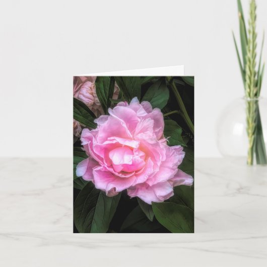 Peony @ Stenton House Museum & Garden Note Card サンキューカード (正面)