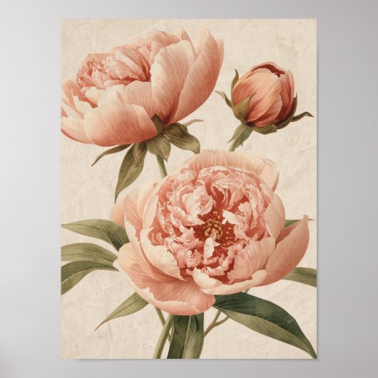Peony Watercolor Elegance ポスター (正面)