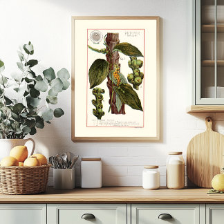 PEPPER - ヴィンテージ植物画イラスト ポスター