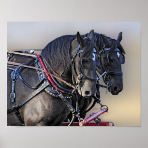Percheronのばん馬の仕事のチーム ポスター