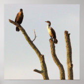 Perching Birds Poster ポスター (正面)