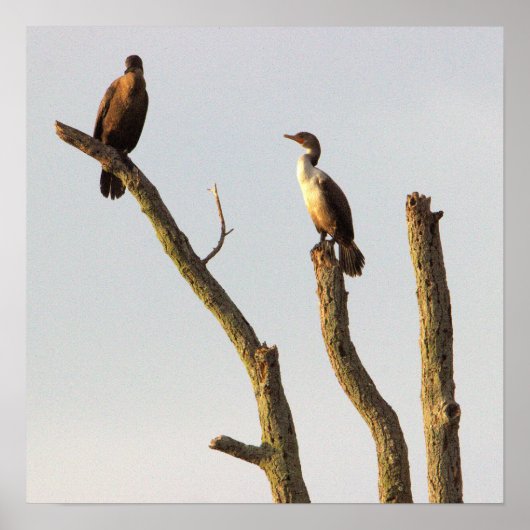 Perching Birds Poster ポスター (正面)