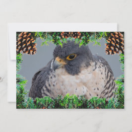 Peregrine Falcon Christmas Card by Debbie Quick シーズンカード