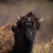 Perfect fit for after that perfect filling feeding ベビーボディスーツ