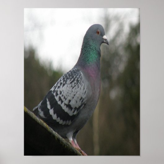 Perfect Pigeon Print ポスター (正面)