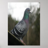 Perfect Pigeon Print ポスター (正面)