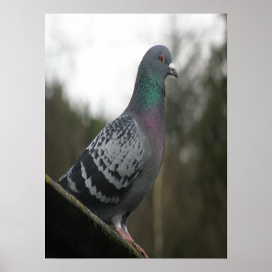 Perfect Pigeon Print ポスター (正面)