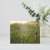 Perfect Spider Web ポストカード (スタンド正面)