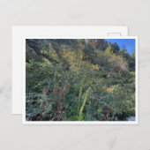 Perfect weather ポストカード (正面/裏面)