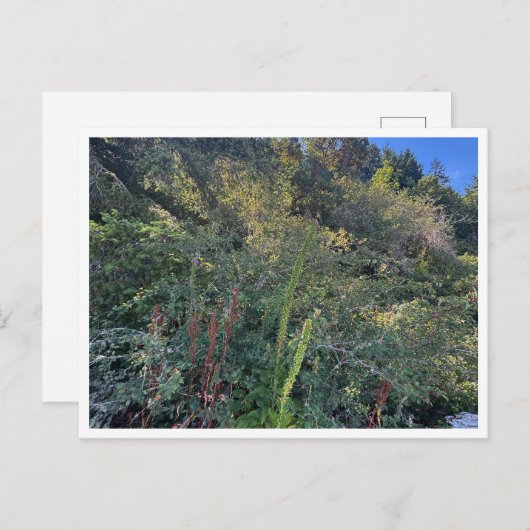 Perfect weather ポストカード (正面/裏面)