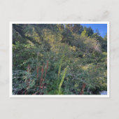 Perfect weather ポストカード (正面)