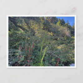 Perfect weather ポストカード