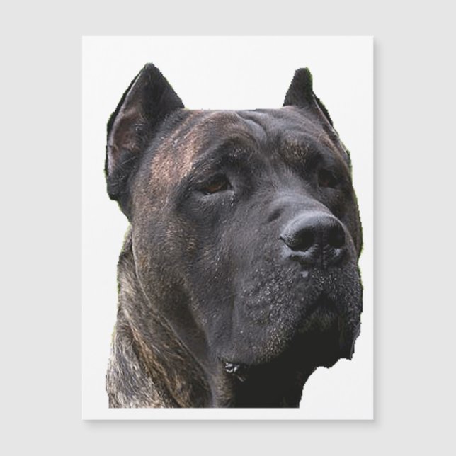 perro de pressa.png (正面)