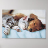 perro y gato ポスター (正面)