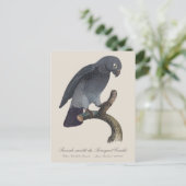 Perroquet Cendre / Timneh African grey parrot ポストカード (スタンド正面)