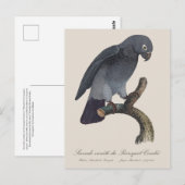 Perroquet Cendre / Timneh African grey parrot   ポストカード (正面/裏面)