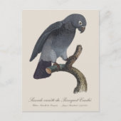 Perroquet Cendre / Timneh African grey parrot ポストカード (正面)