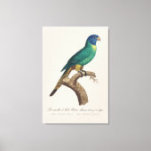 Perruche a tete bleue / Rainbow lorikeet，少年 キャンバスプリント (正面)