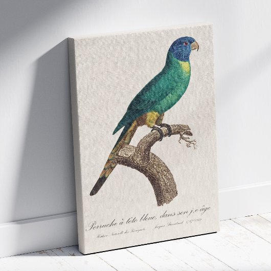 Perruche a tete bleue / Rainbow lorikeet，少年 キャンバスプリント