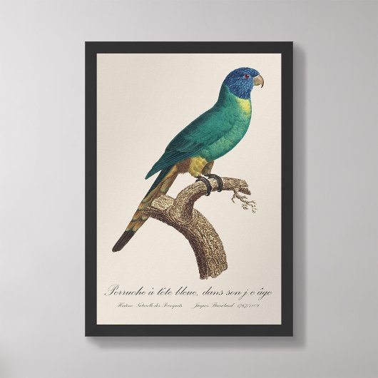 Perruche a tete bleue / Rainbow lorikeet，少年 フォトプリント