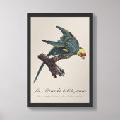 Perruche a Tete Jaune/カロライナ・パレーケ フォトプリント