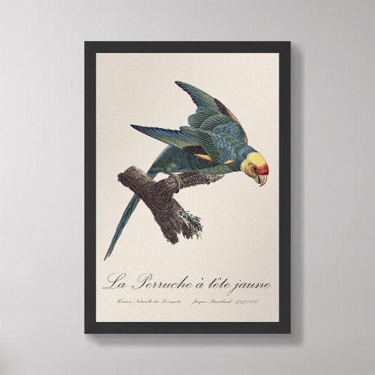 Perruche a Tete Jaune/カロライナ・パレーケ フォトプリント