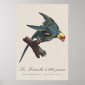 Perruche a Tete Jaune/カロライナ・パレーケ ポスター (正面)