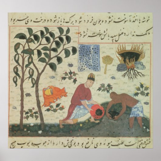 Pers 332コショウの木とコショウの準備 ポスター (正面)