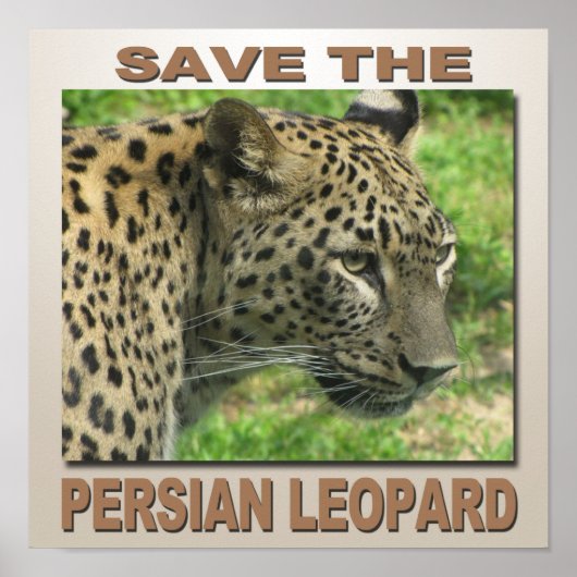 Persian Leopard ポスター (正面)
