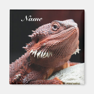 Personalized Adult Red Bearded Dragon Lizard マグネット