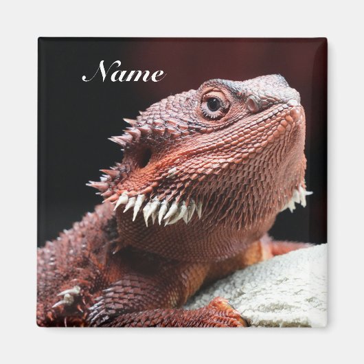 Personalized Adult Red Bearded Dragon Lizard マグネット (正面)