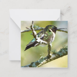 Personalized Hummingbird mini notecards ノートカード